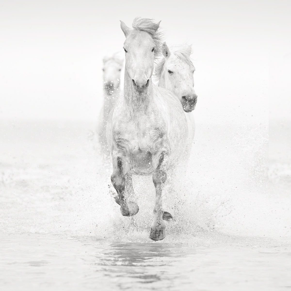 Конь бежит