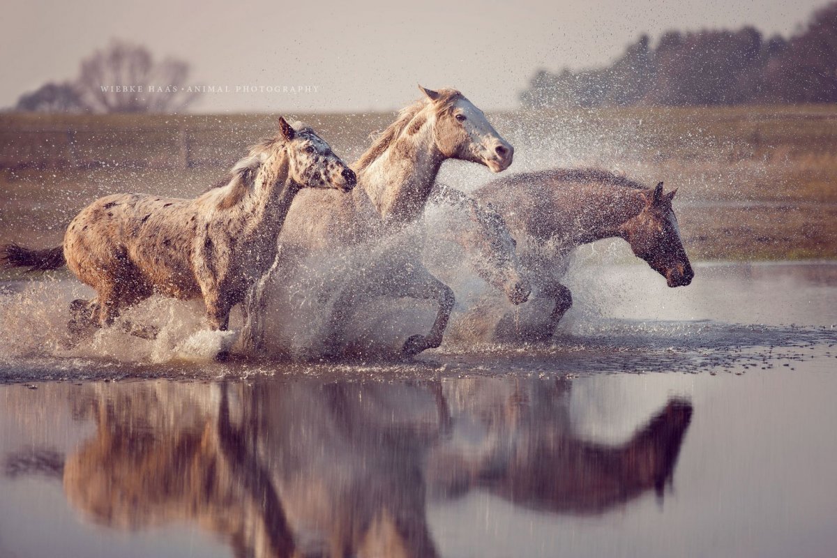 Лошади на воле