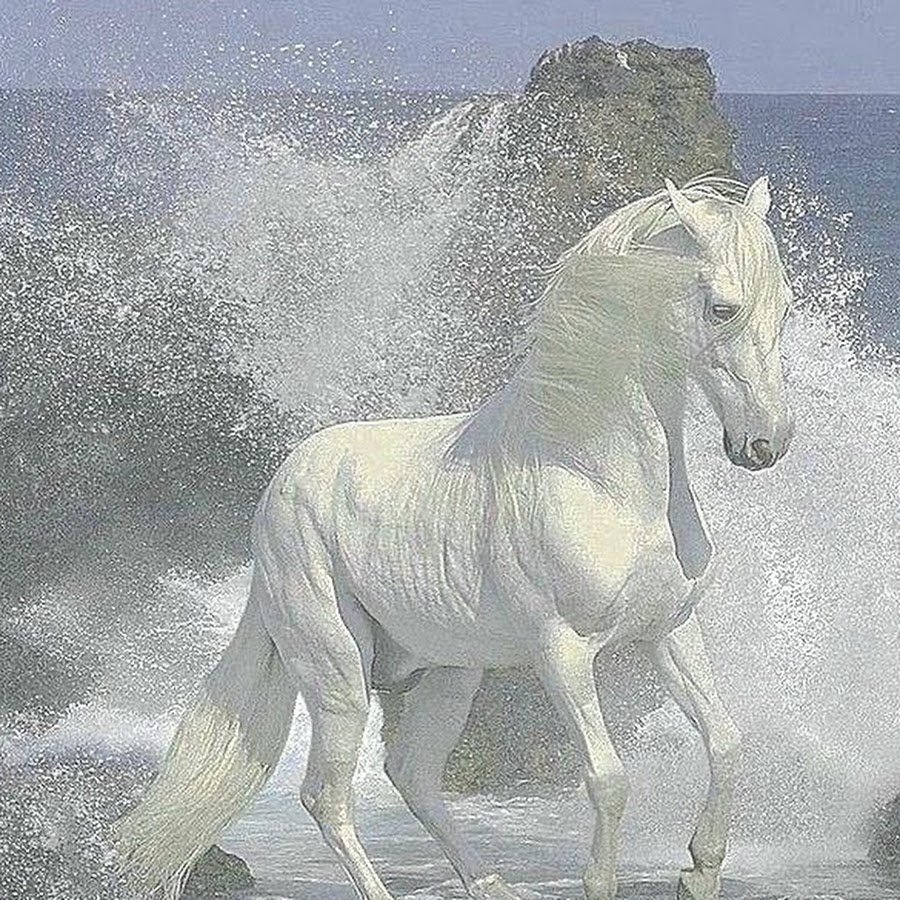 Белая лошадь на море