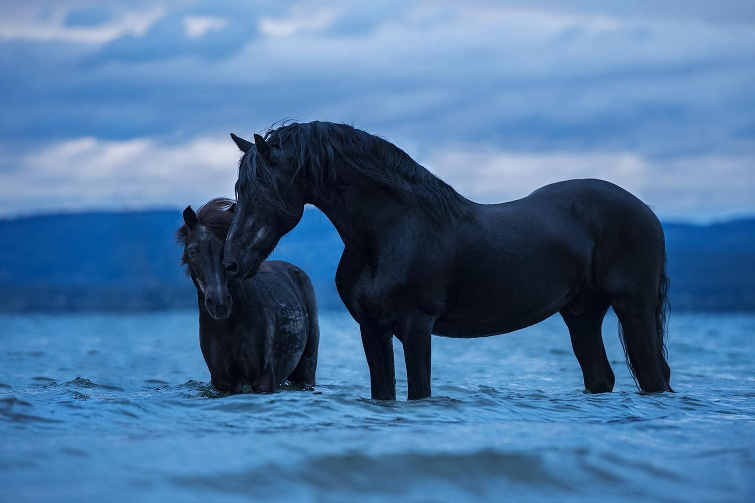 Водяная лошадь это. Водяная лошадь. Черная водяная лошадь. Пара лошадей. Влюбленные лошади.