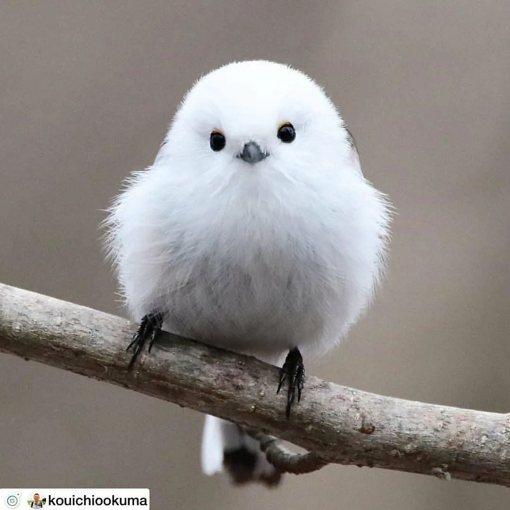 Длиннохвостая синица Хоккайдо