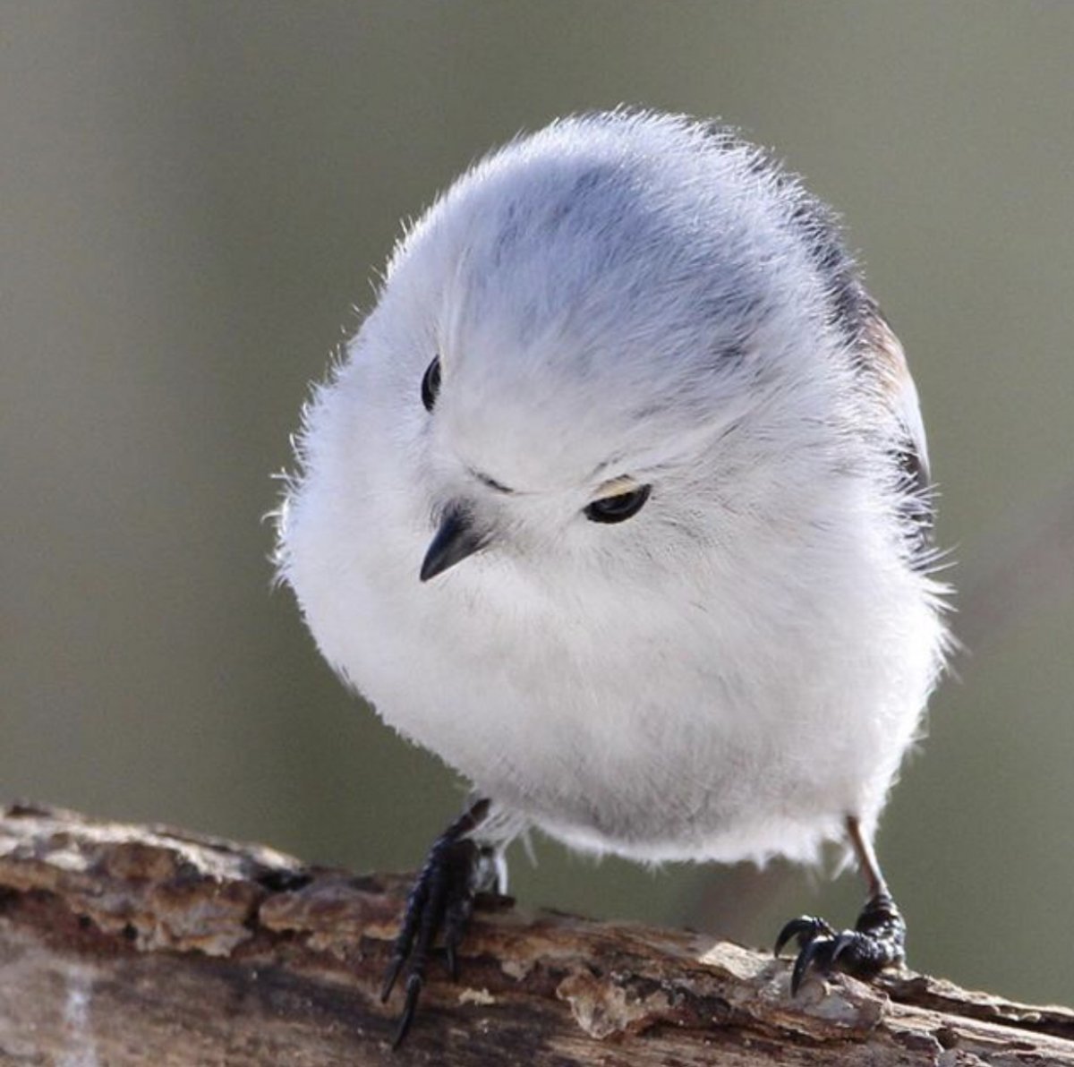 Очень милые птички