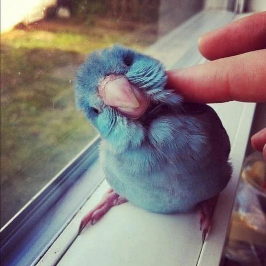 Смешные и милые попугаи