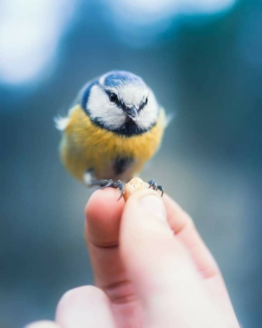 Самые милые птицы