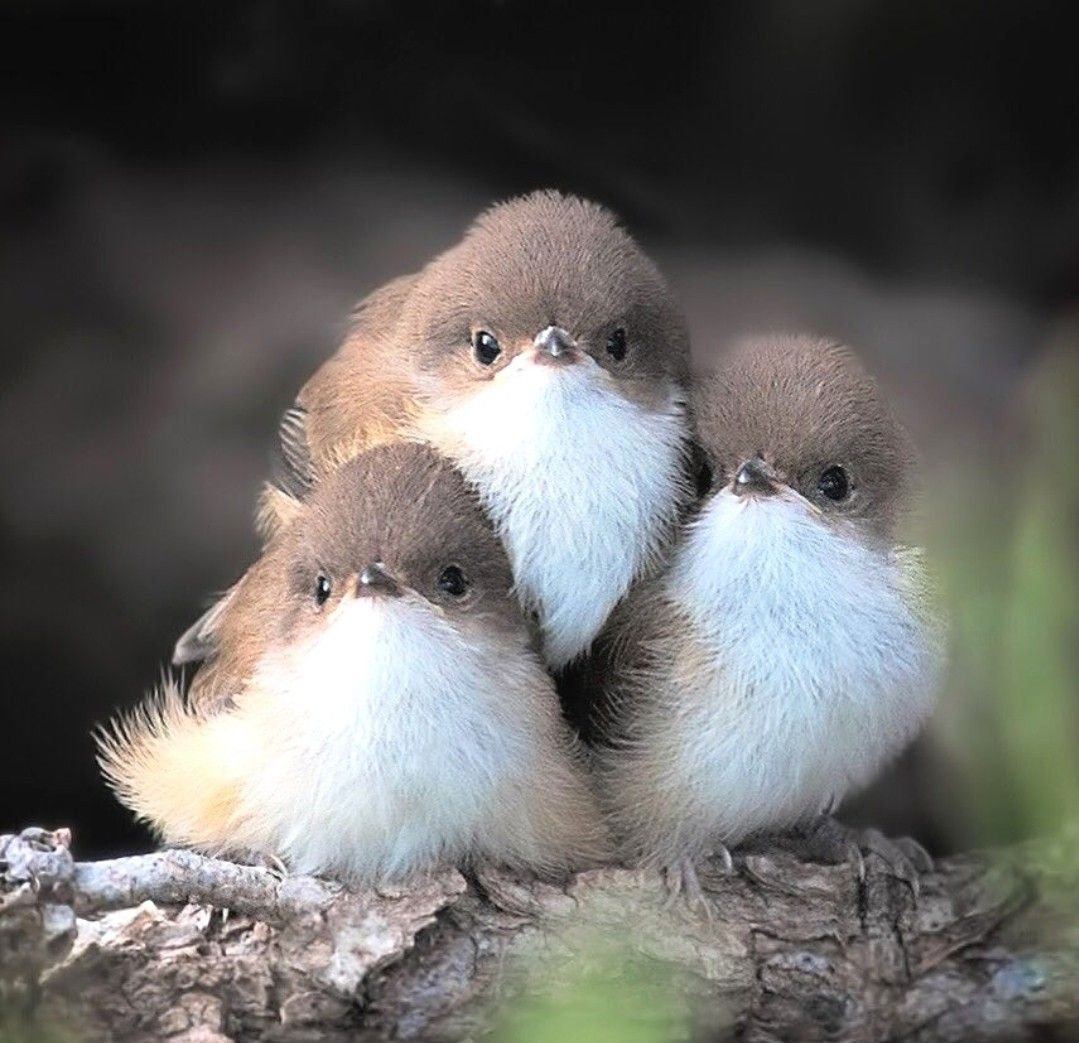 Самые милые птицы