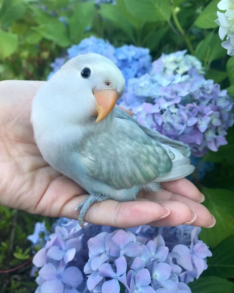 Самые милые и красивые птички