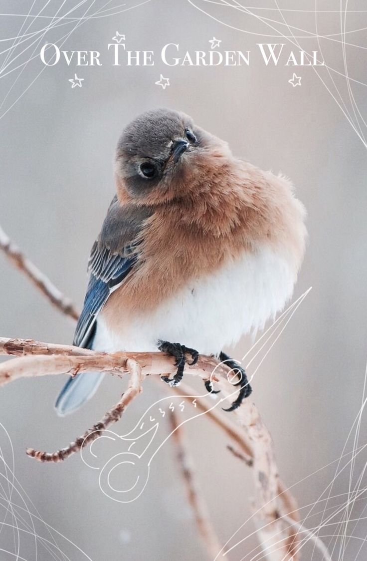 Самые милые птицы