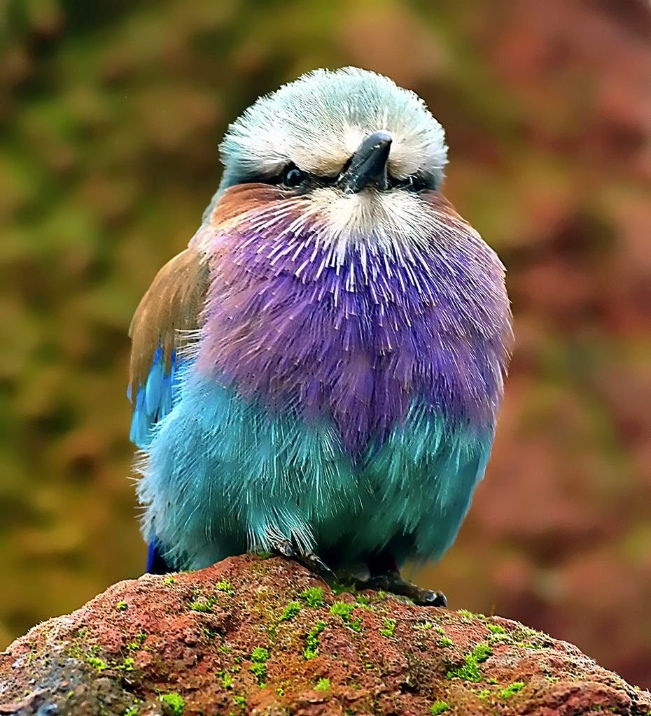 Пушистые птицы