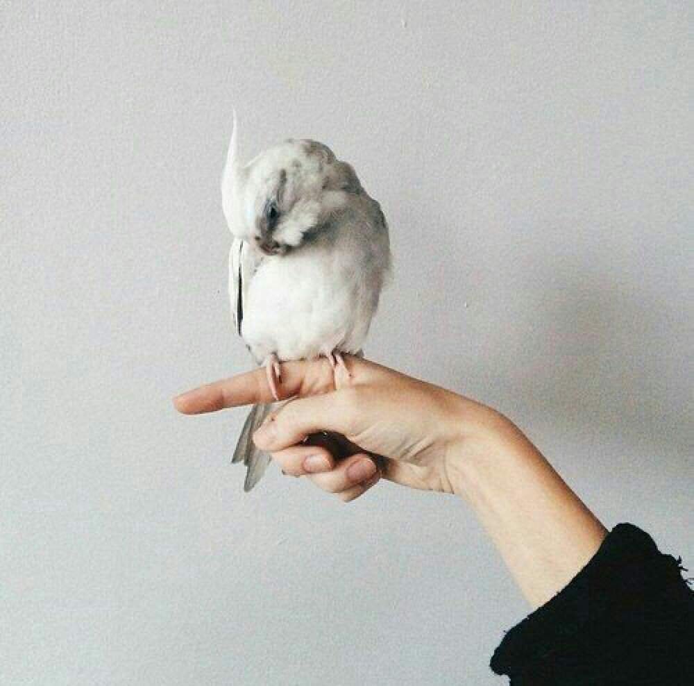 Птица сидит на пальце