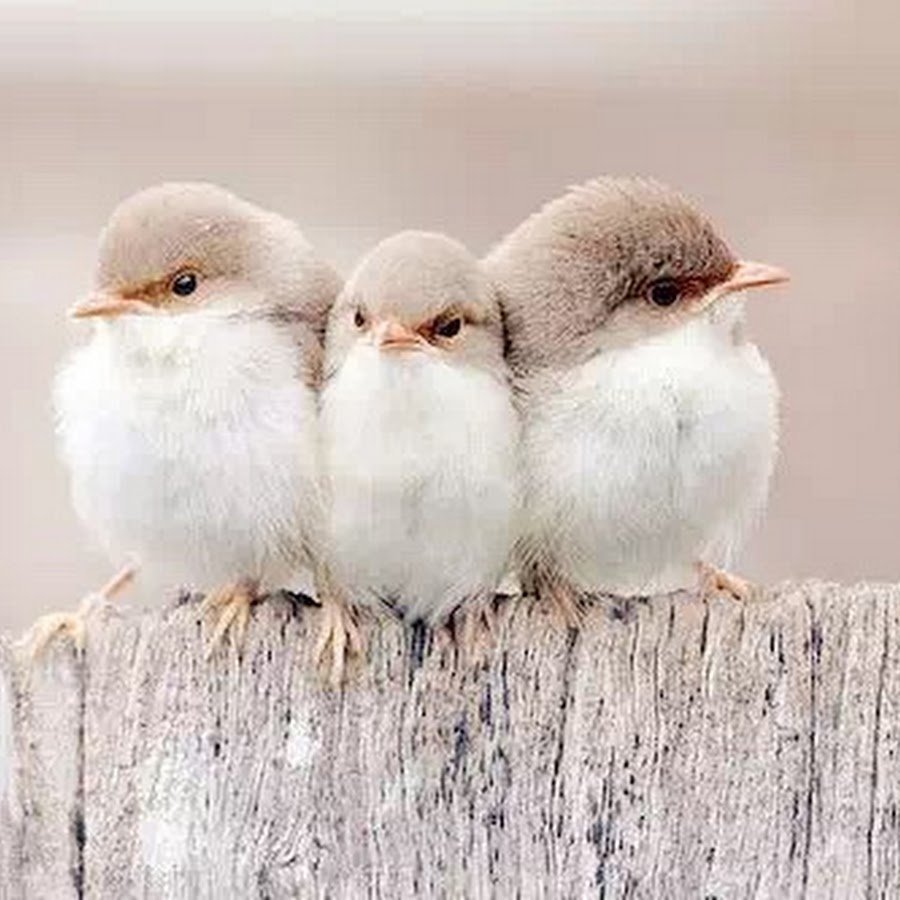 Четыре милых птички