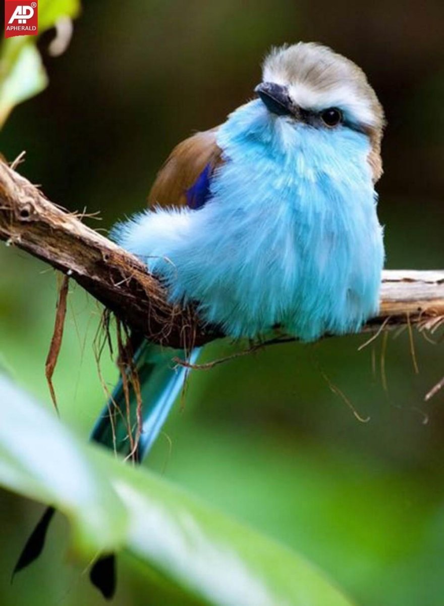 Птица с бирюзовой грудкой