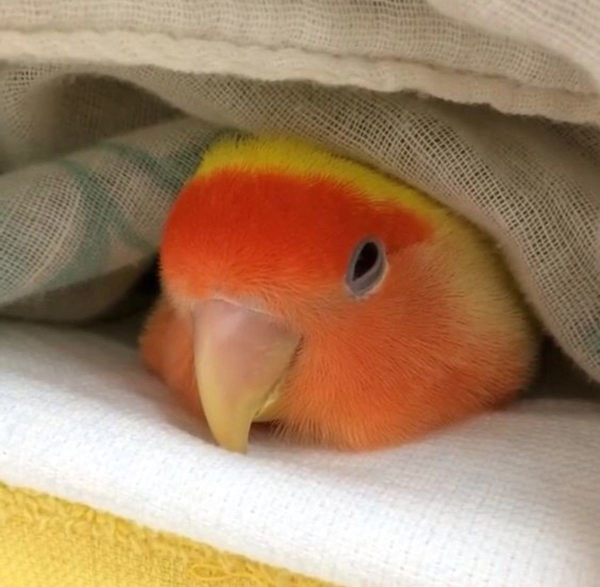 Попугаи неразлучники оранжевый