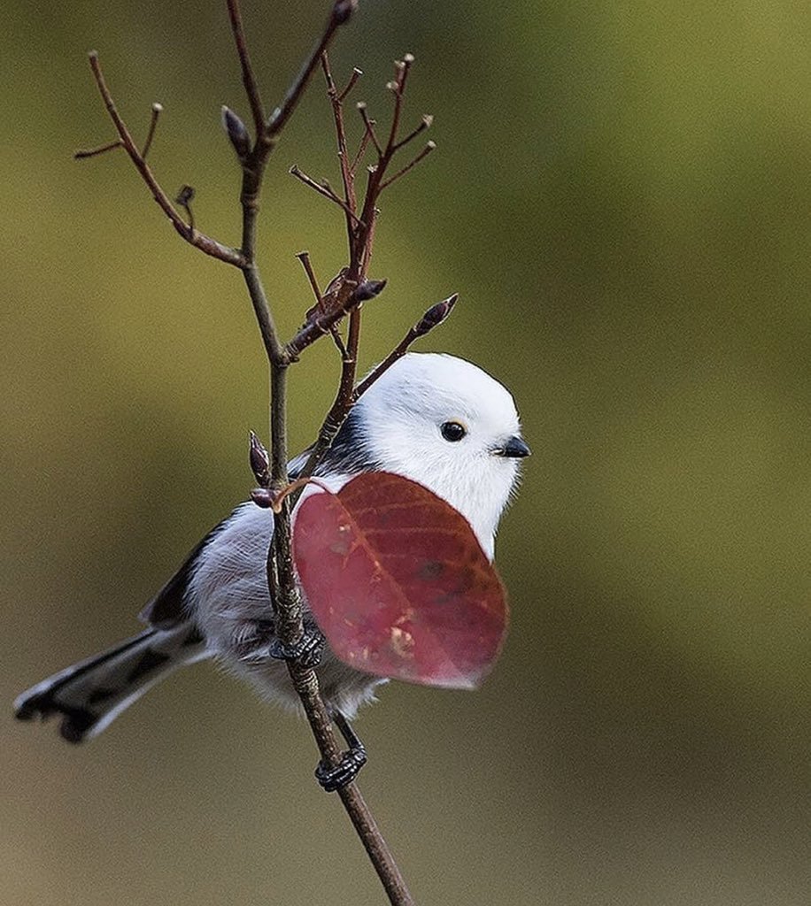 Милая красивая птичка