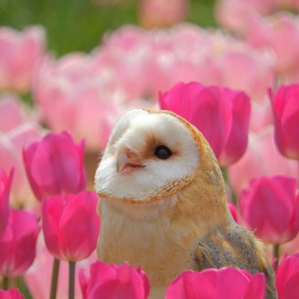 Сипуха в цветах