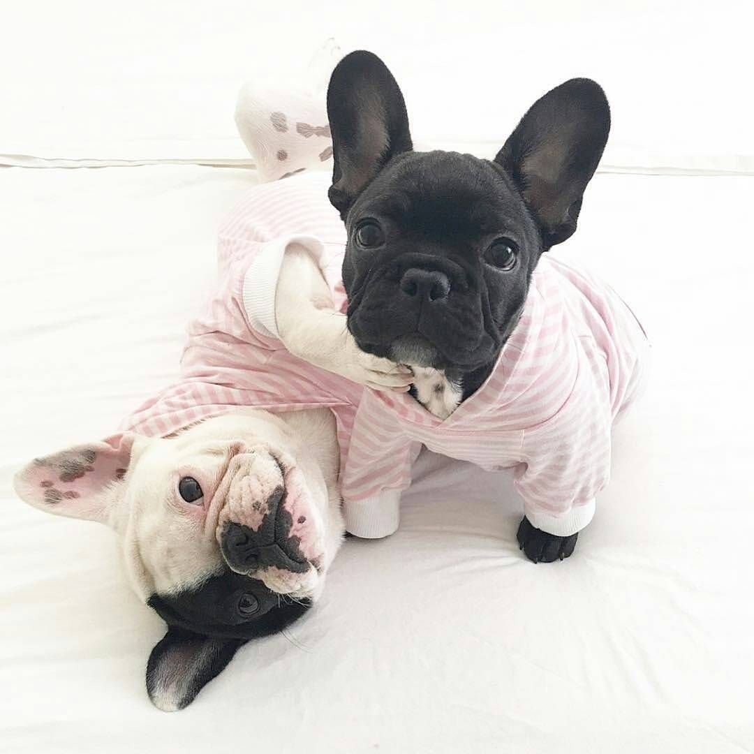 Pink французский бульдог