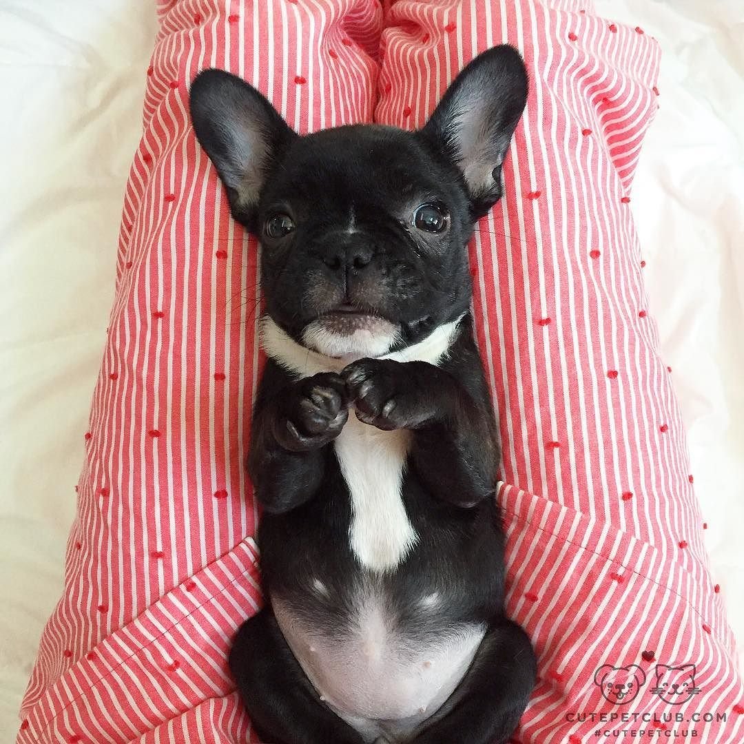 Кто такой флаффи бульдог