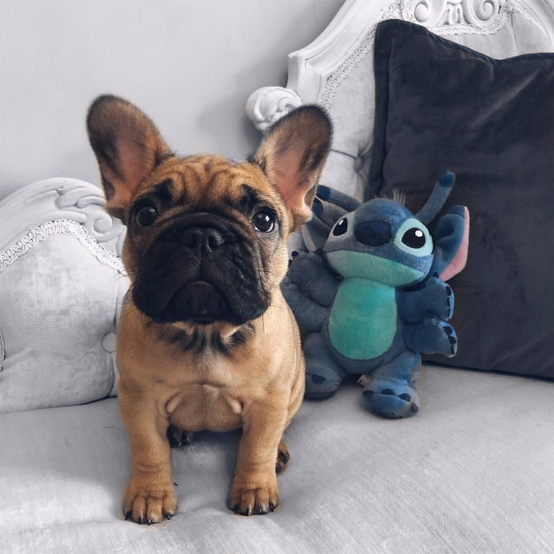 Стич и бульдог