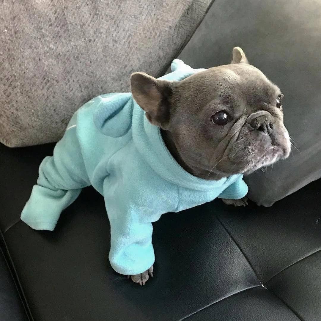 Мохнатый французский бульдог