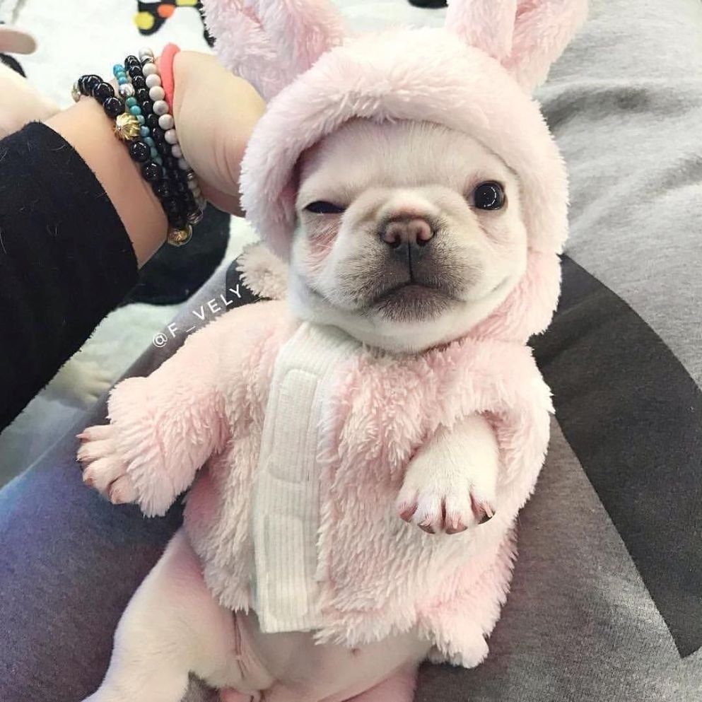 Круглые бульдоги милые маленькие