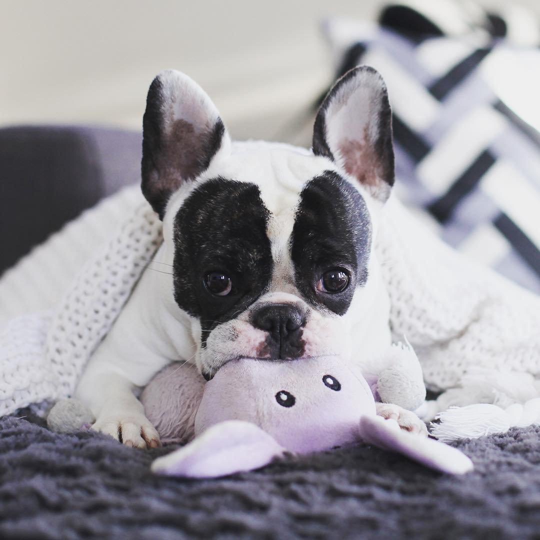 Французский бульдог Пегий