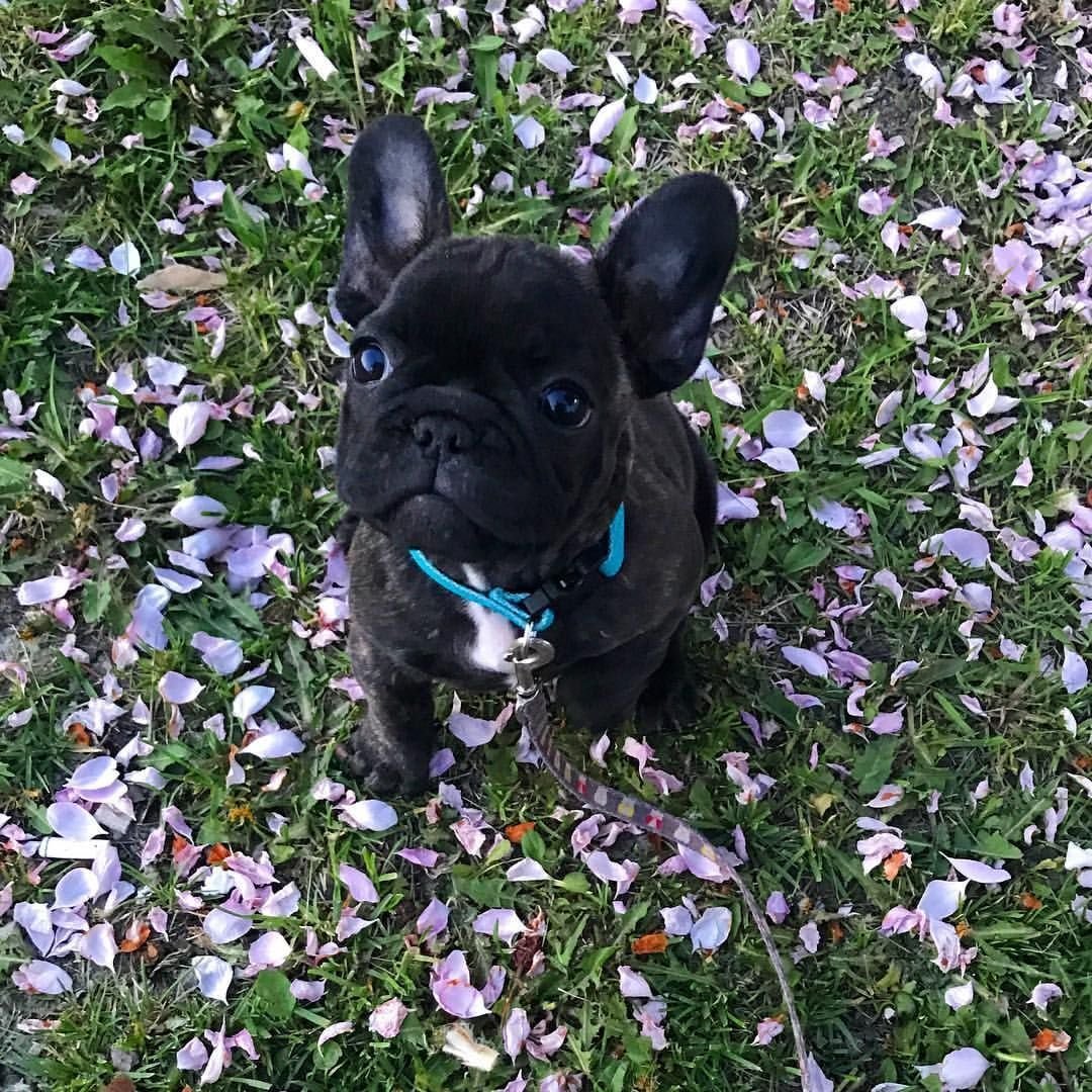 Длинношерстный французский бульдог флаффи