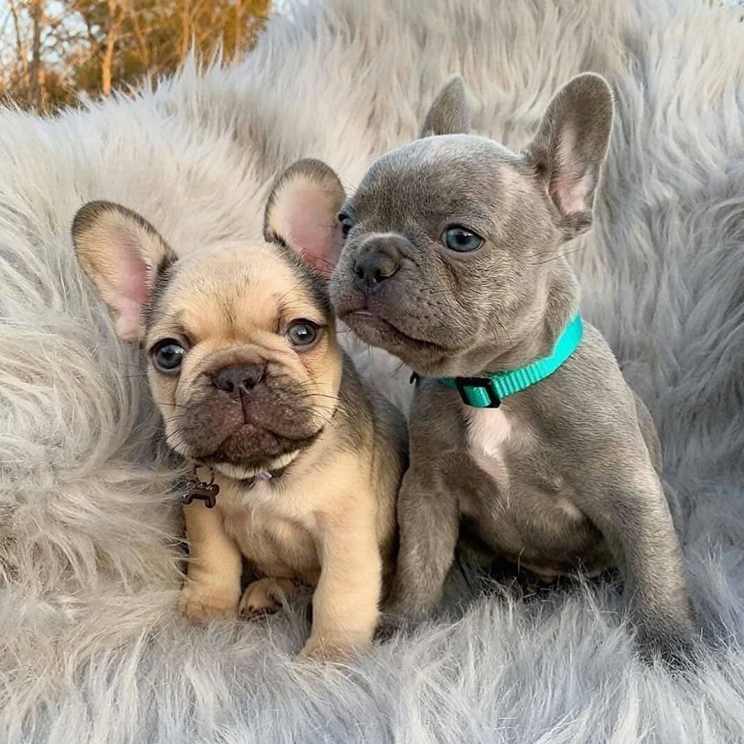 Кутята французского бульдога
