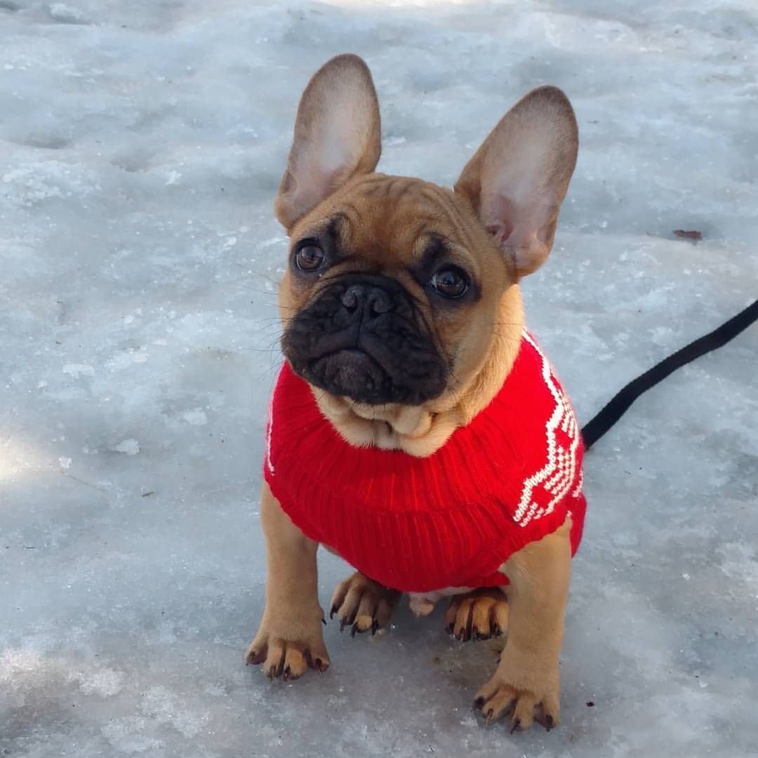 Флаффи французский бульдог купить