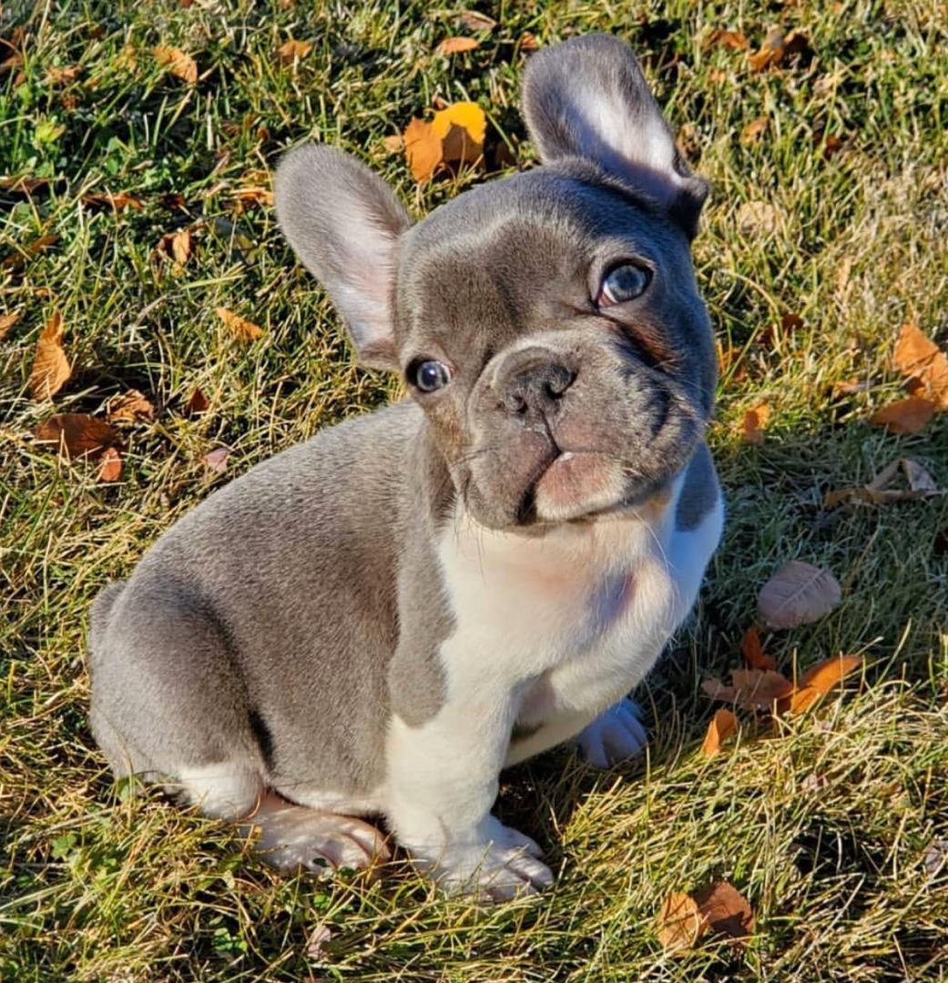 Брюссельский бульдог