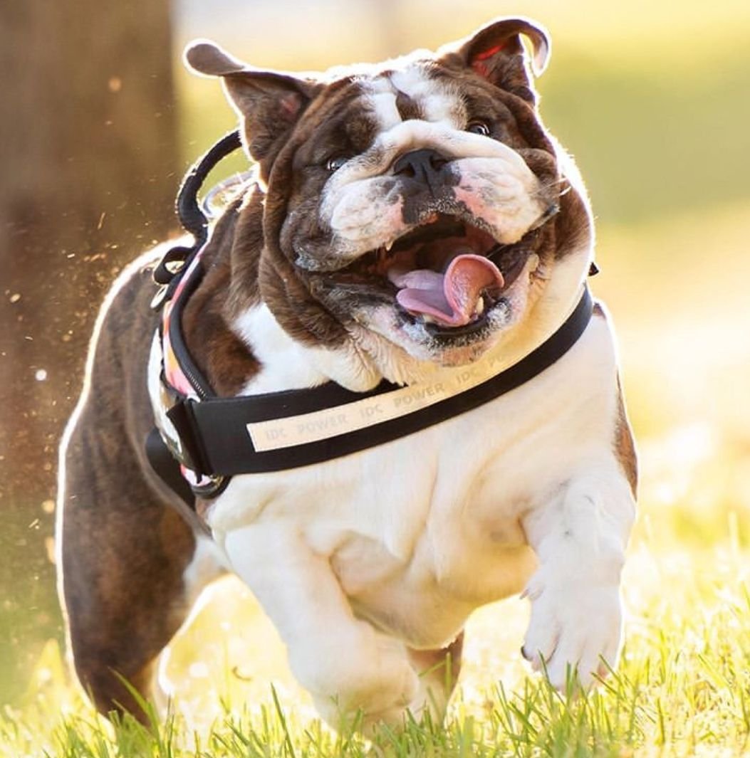 Флаффи бульдог американский