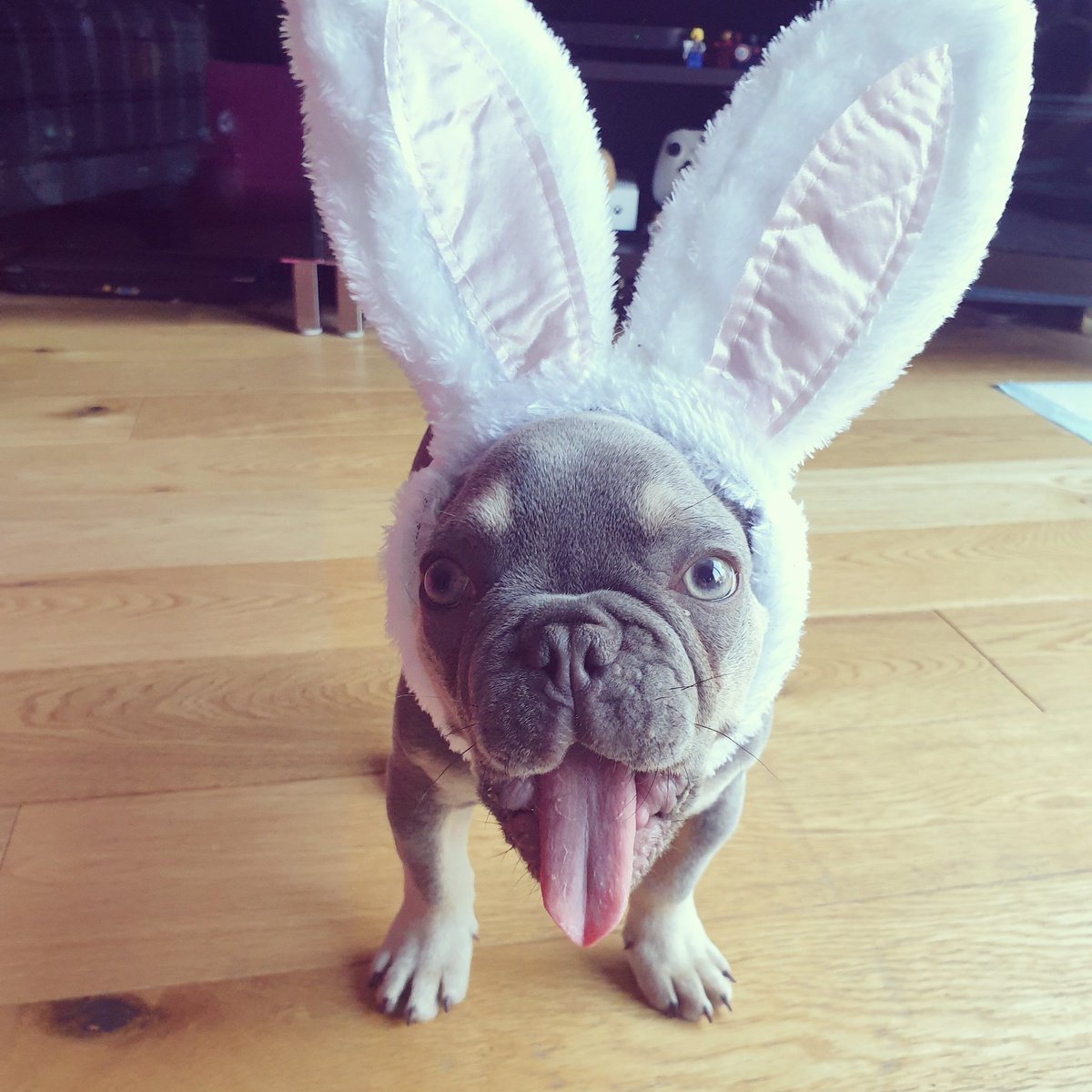 Лысый французский бульдог