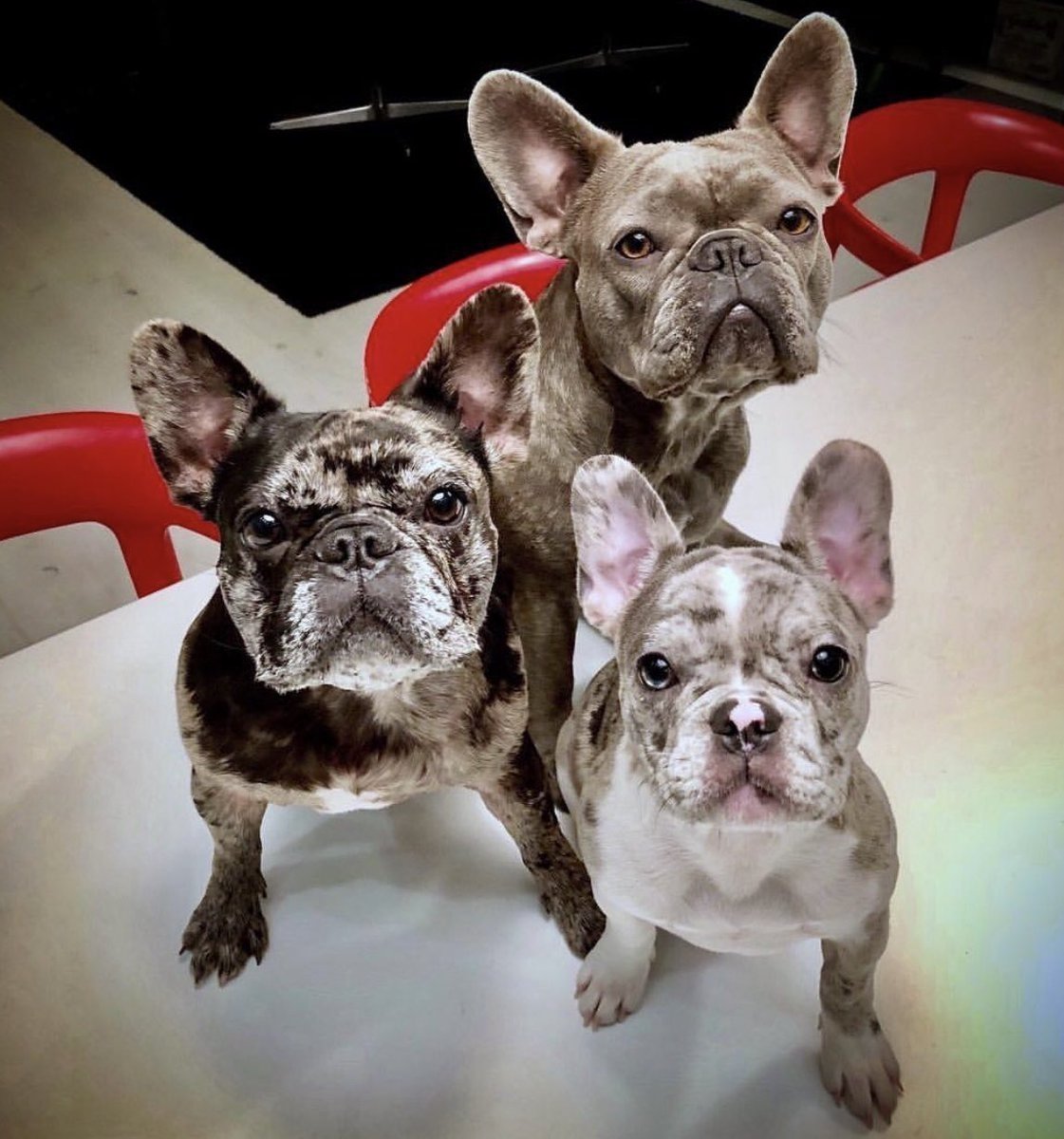 Французский бульдог Мерле