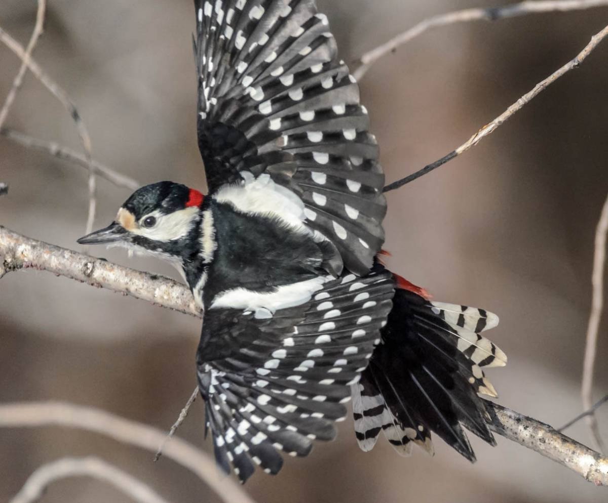 Большой пестрый дятел Сибири