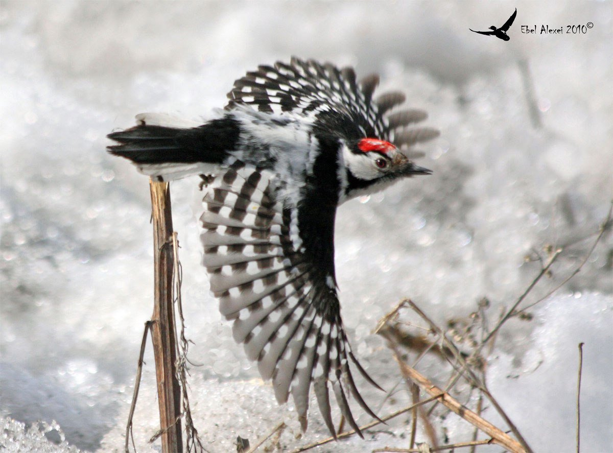 Большой пёстрый дятел зимой
