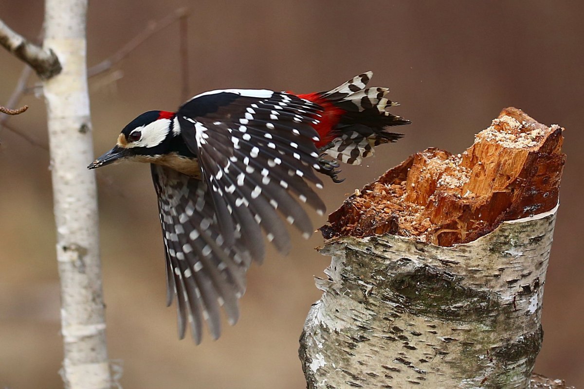 Желтогрудый дятел