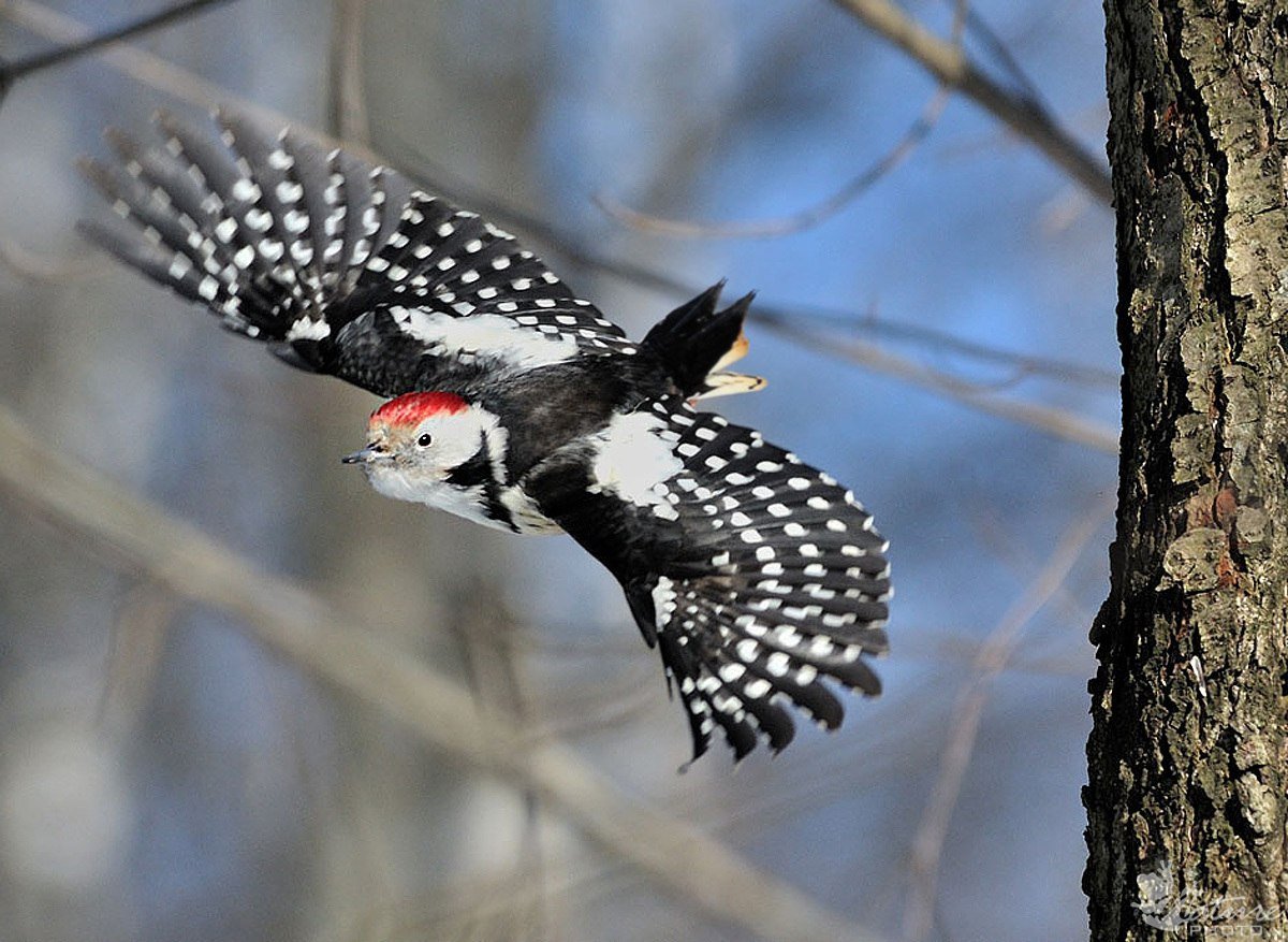 Пестрый дятел Крылья