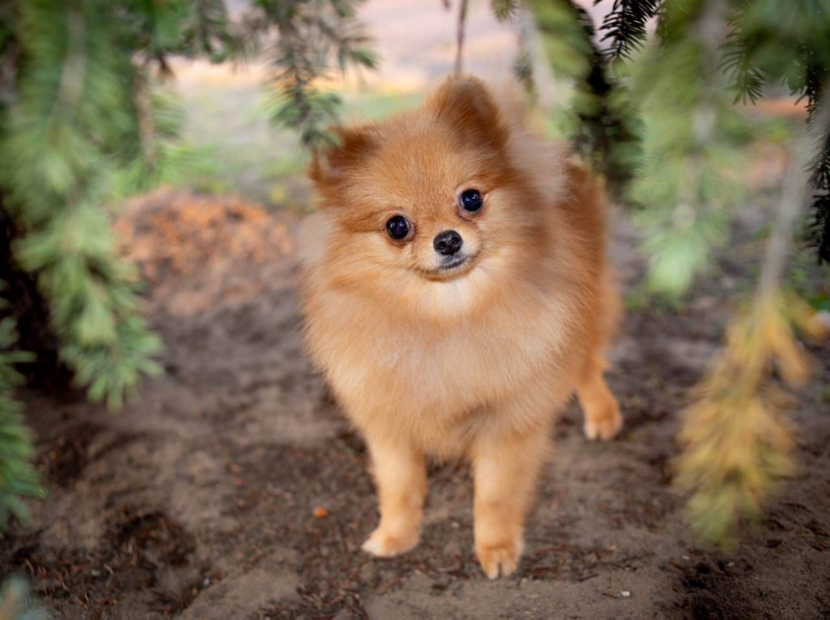 Померанский Лисий шпиц