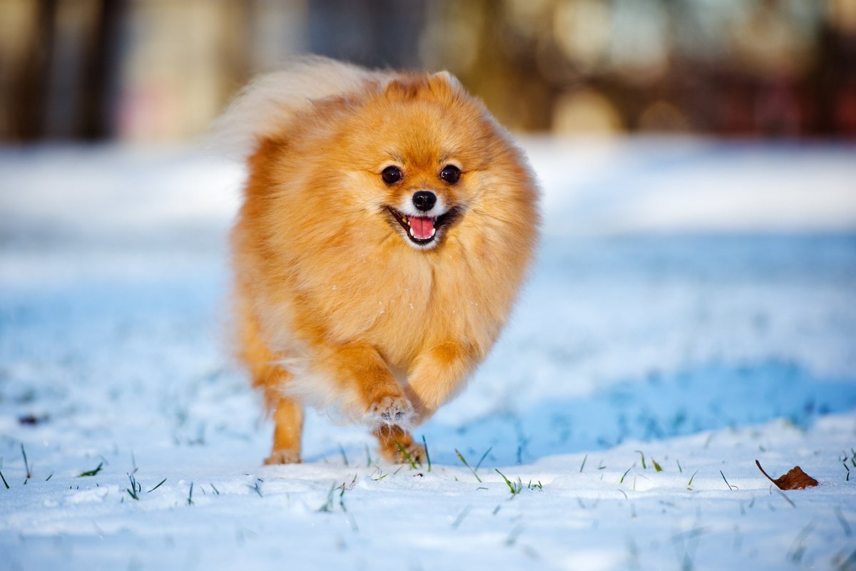 Померанский шпиц лисьего типа