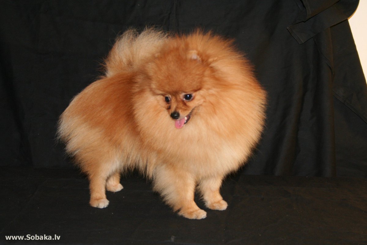 Золотистый шпиц