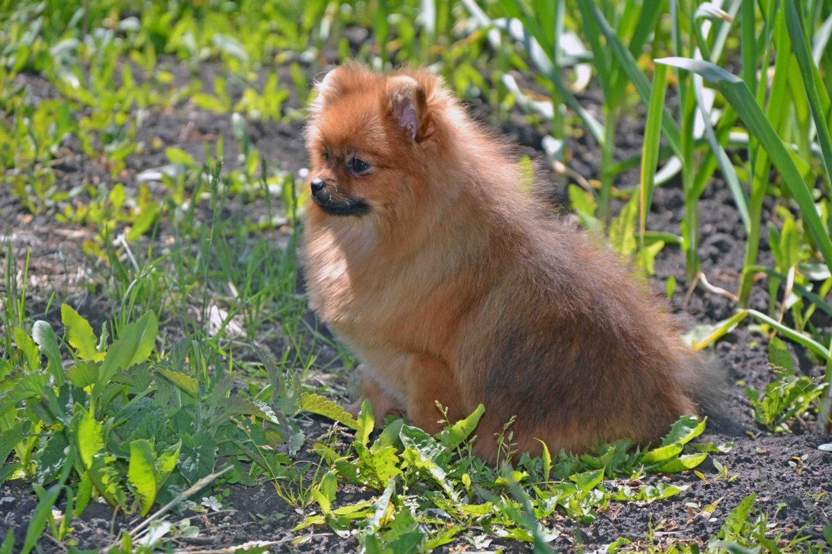 Ирландский шпиц