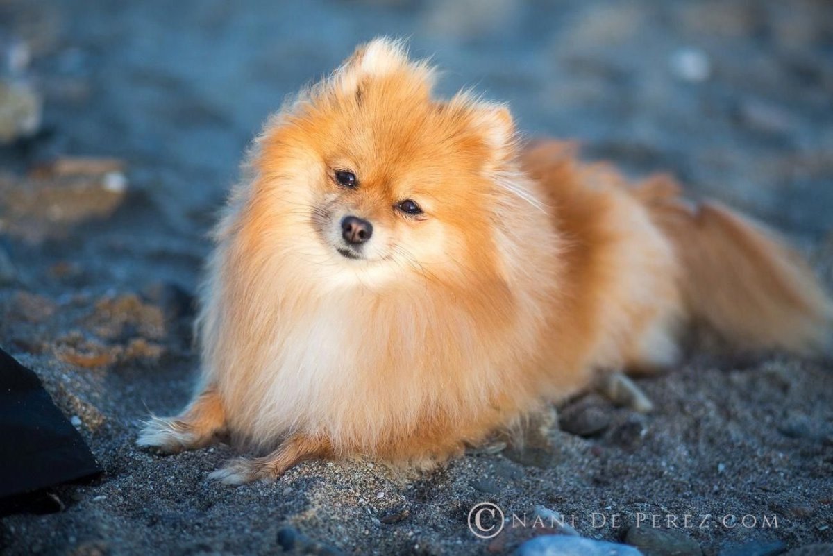 Померанский шпиц рыжий Лисичка