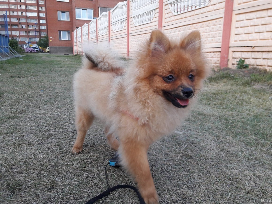 Немецкий шпиц Лисичка