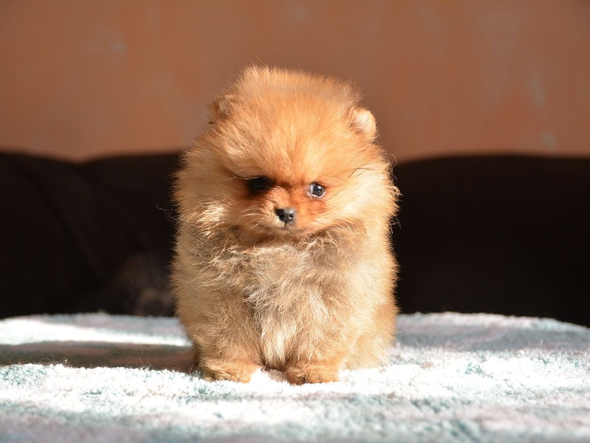 Pomeranian Puppy