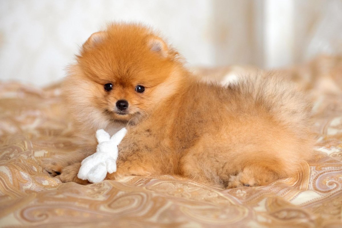 Шпиц Лисичка окрас