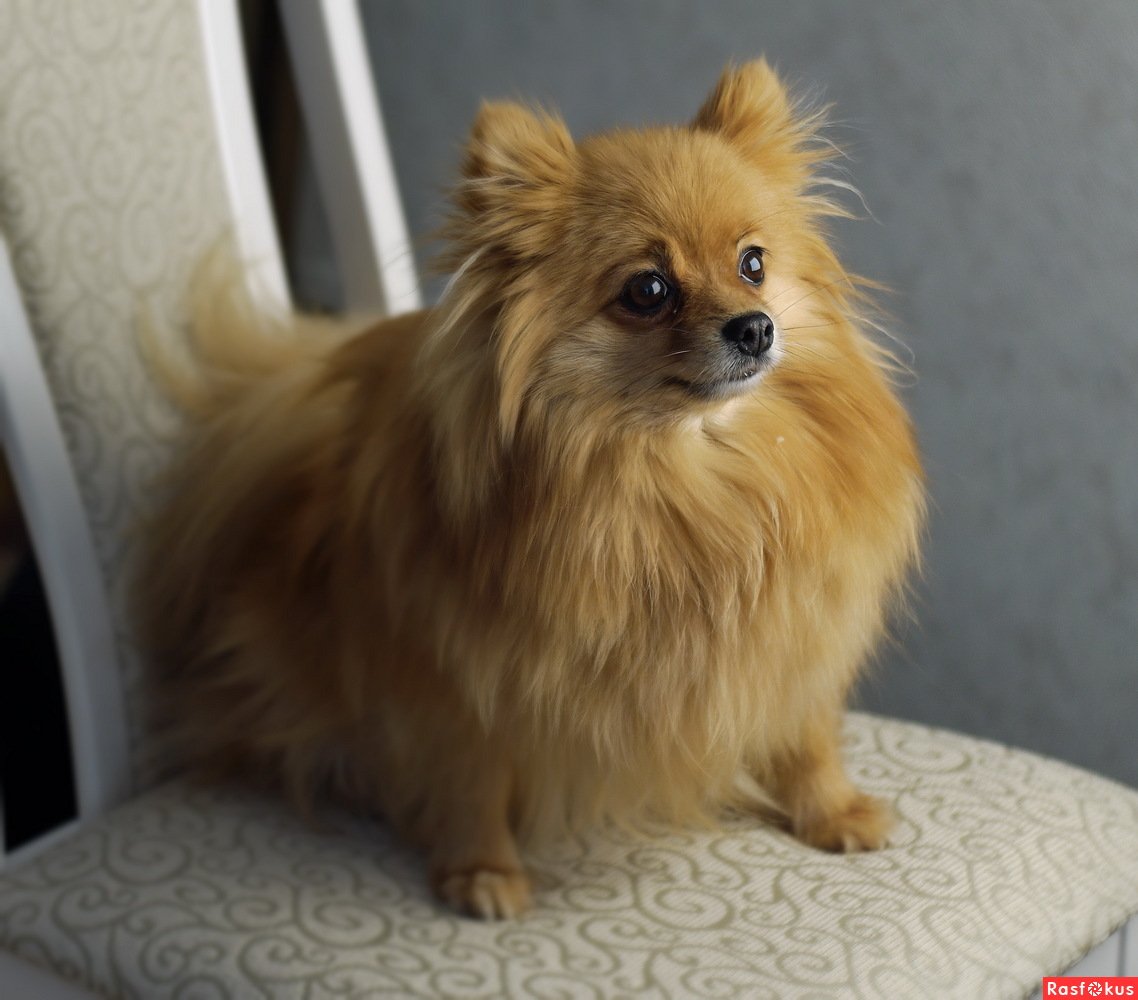 Померанский Лисий шпиц