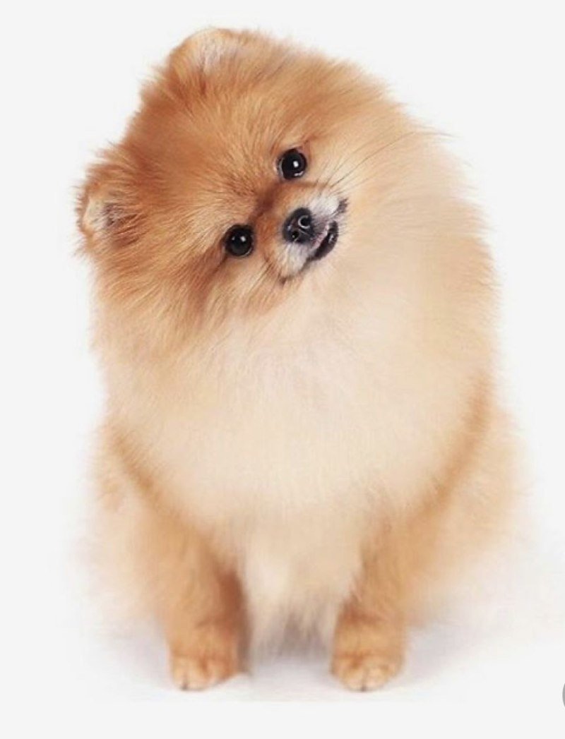 Шпиц померанский медвежьего рыжий