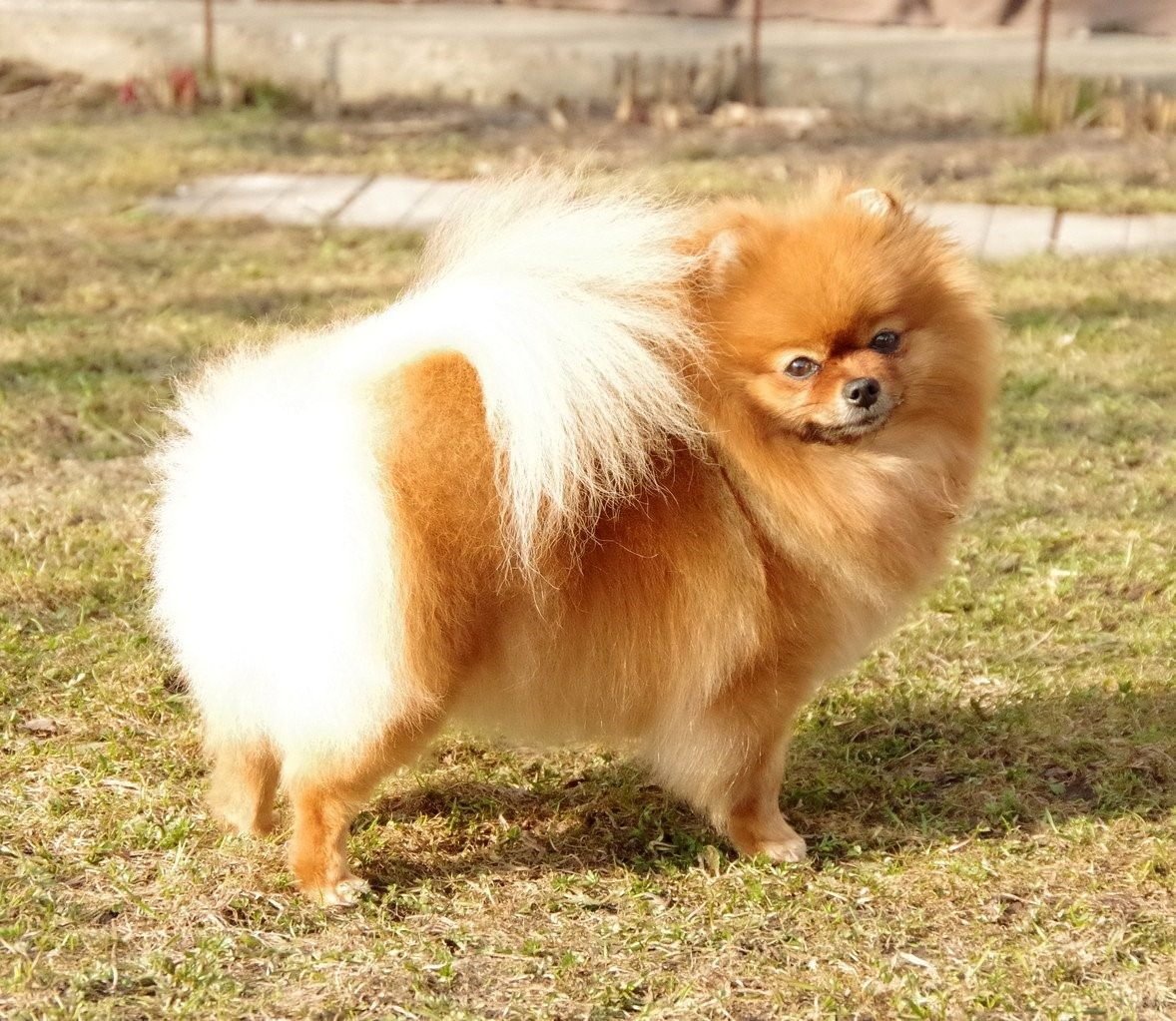 Померанский Лисий шпиц