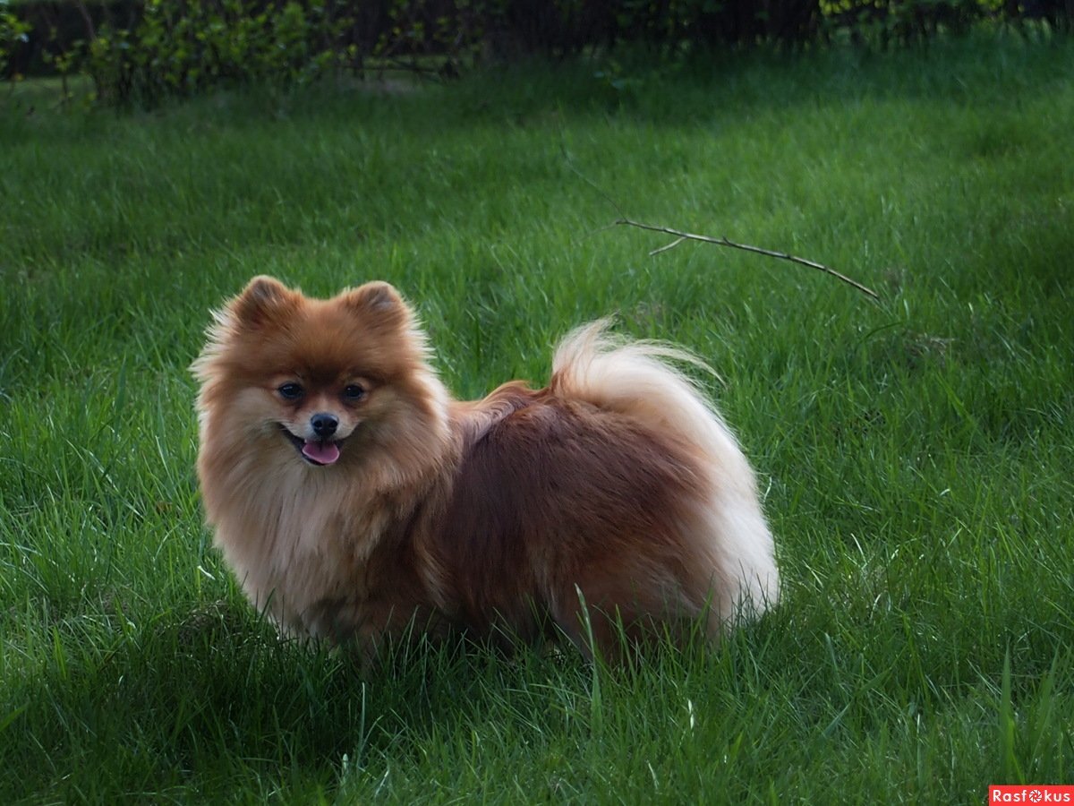 Померанский Лисий шпиц