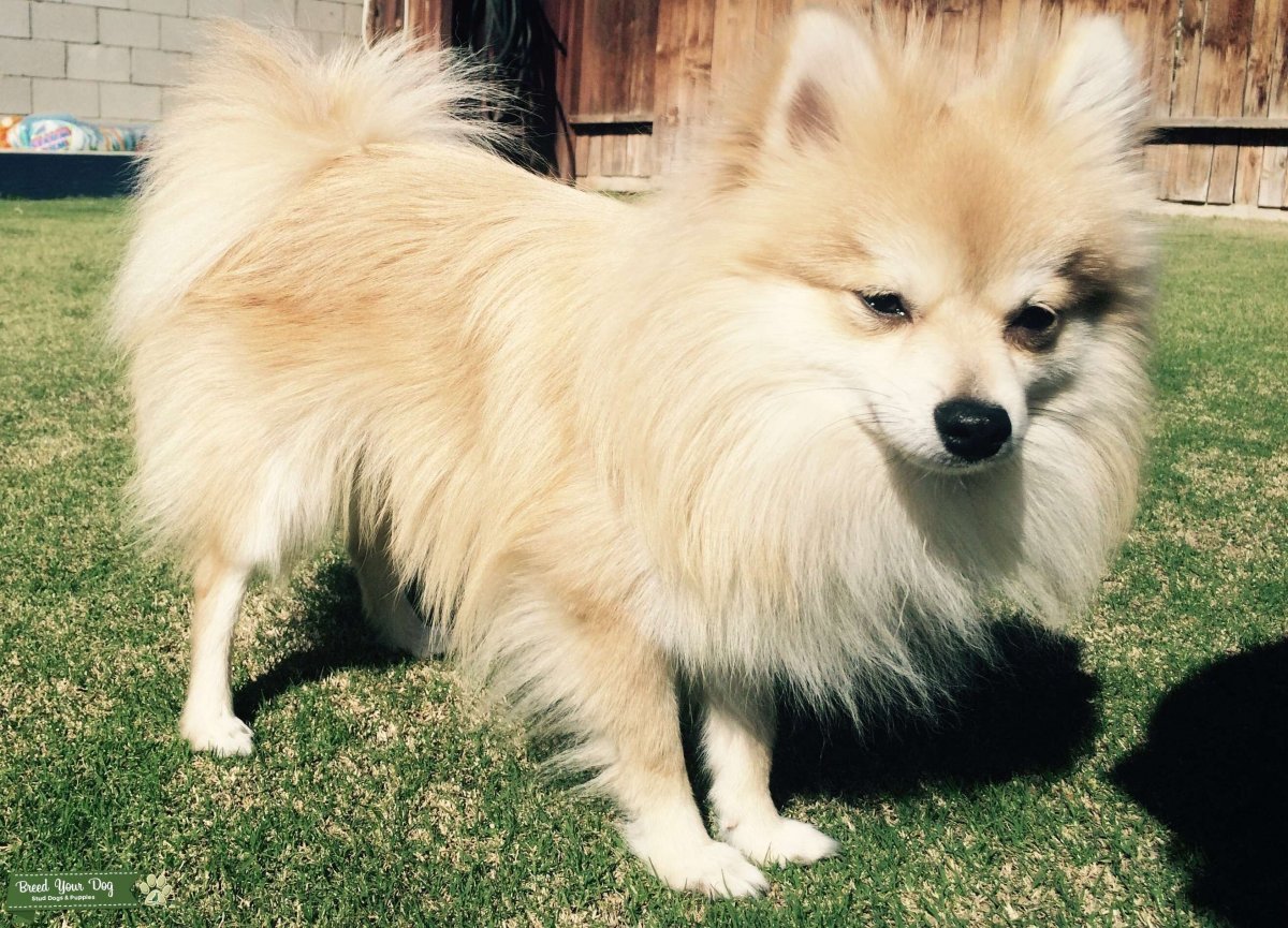 Померанский шпиц Лисичка