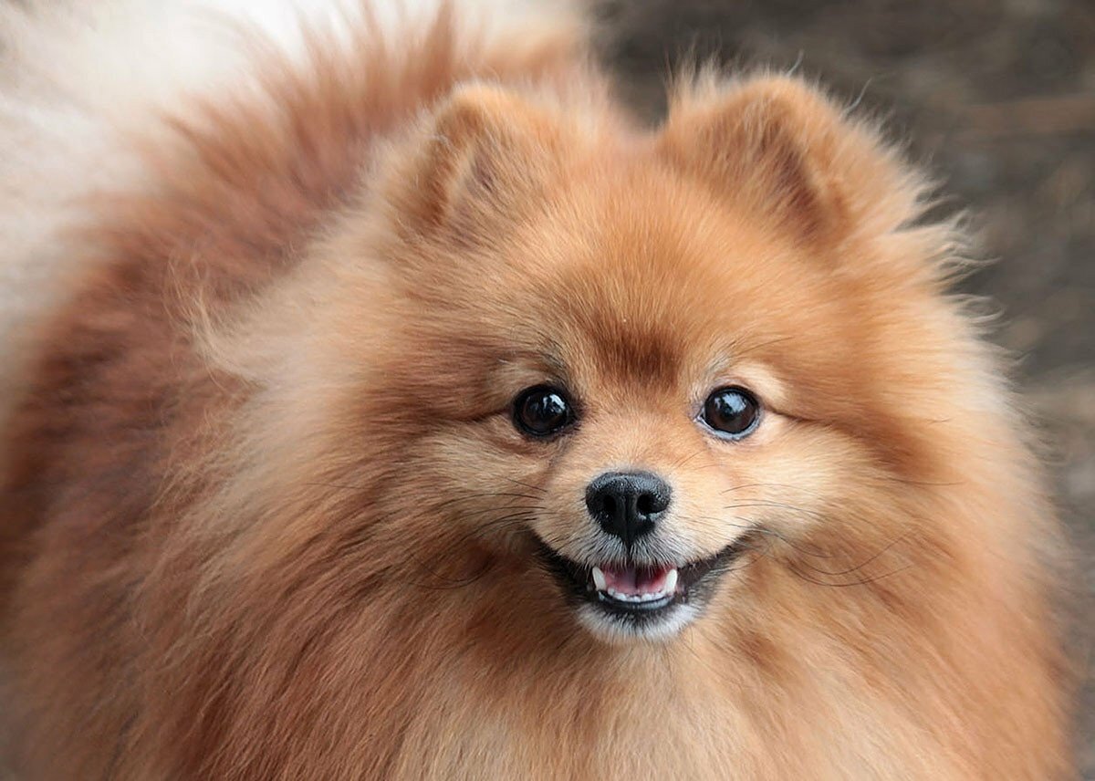 Померанский шпиц крупный