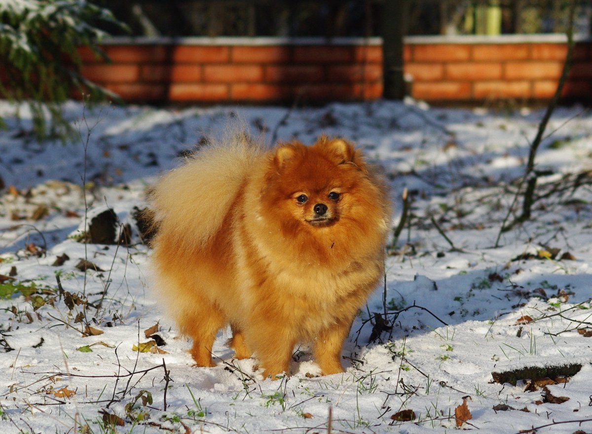 Австралийский шпиц